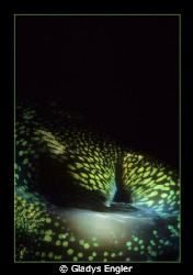 Tridacna, giant clams of the South Pacific, are luminous,... by Gladys Engler 